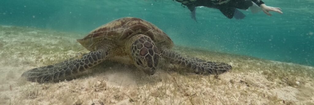 シュノーケル、海亀ツアー