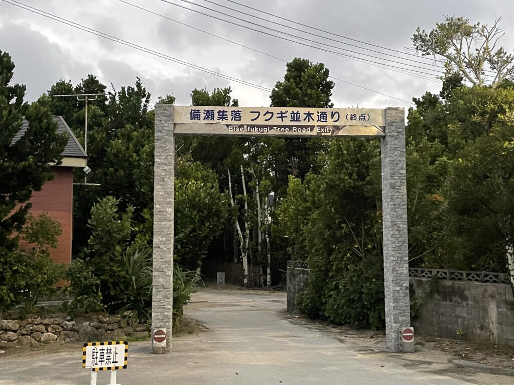 備瀬のフクギ並木