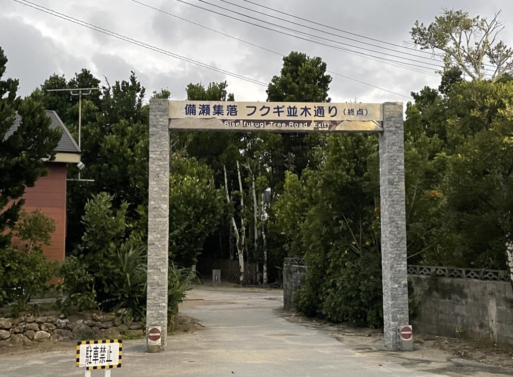 備瀬のフクギ並木