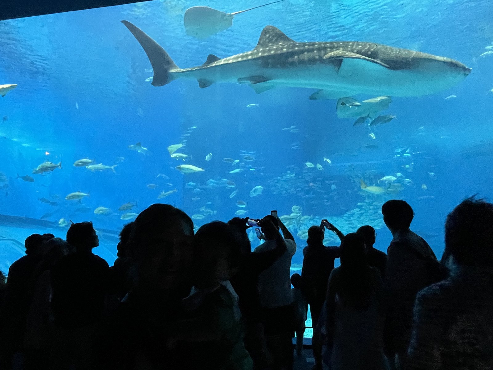 沖縄美ら海水族館の大水槽「黒潮の海」を泳ぐジンベエザメとマンタ